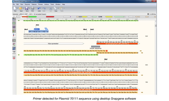 Primer Detection in Snapgene