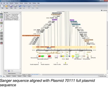 Sanger Sequencing Alignment in Snapgene