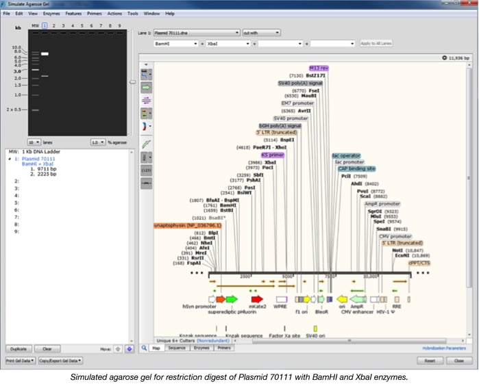 Simulated Digest in Snapgene