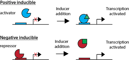 The difference between positive and negative inducible promoters
