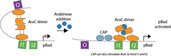La adición de arabinosa induce la expresión del promotor pBad