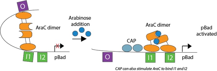 Arabinose addition induces expression from the pBad promoter