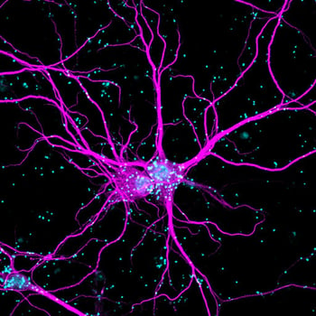 neurons