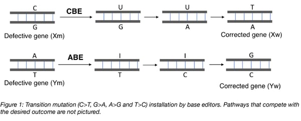 transition mutations installed by cytosine base editors versus adenine base editors