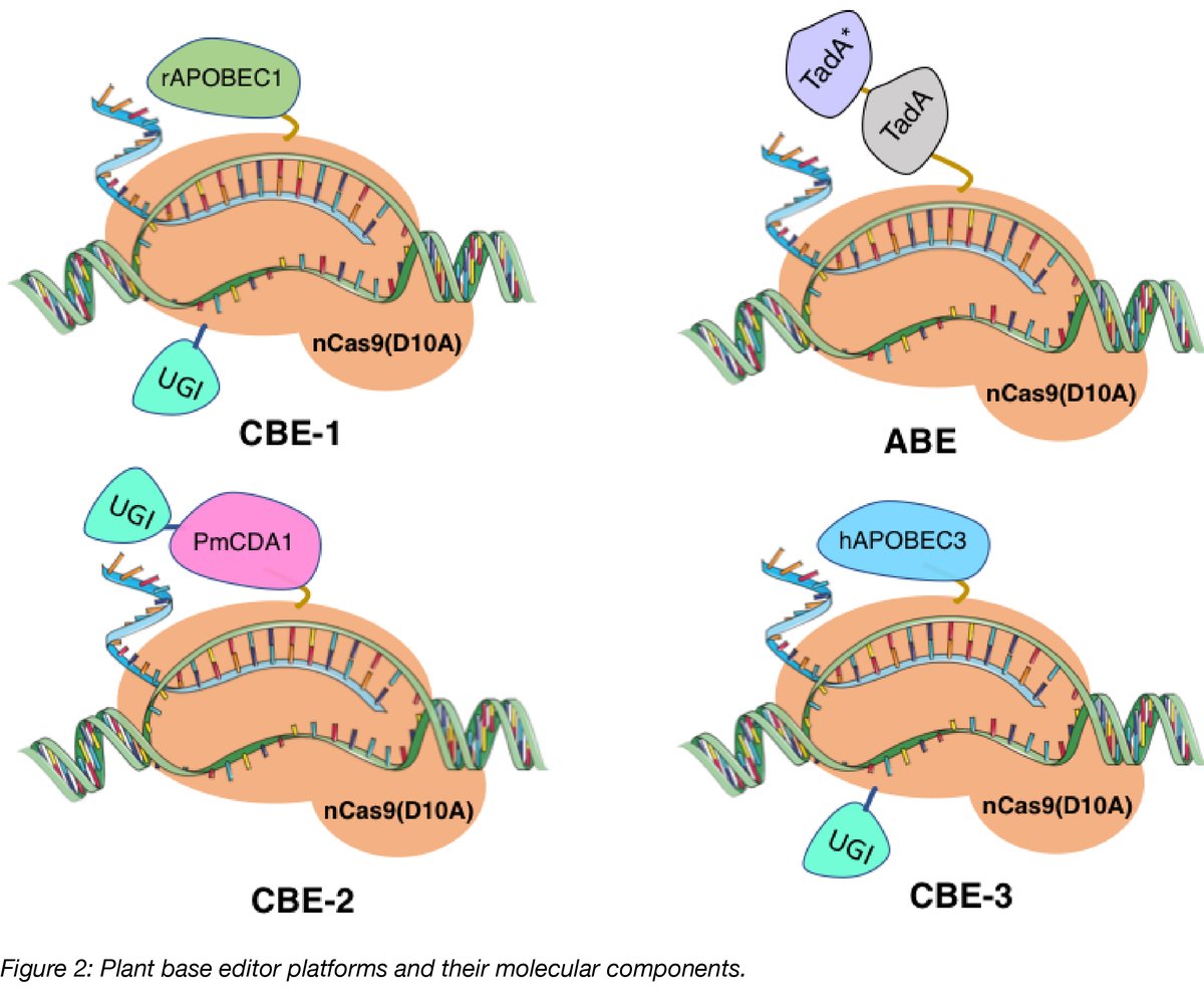 CRISPRmediated Plant Base Editors