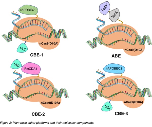Plant base editors