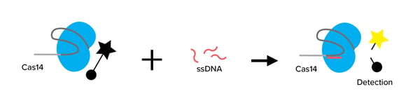 Cas14 can be used to detect ssDNA. Once it binds to the ssDNA, it can cleave a probe to become fluorescent
