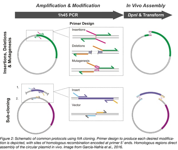 common protocols for IVA cloning