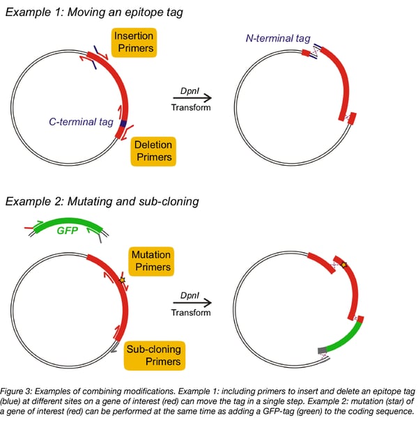 combining modifications using in vivo assembly