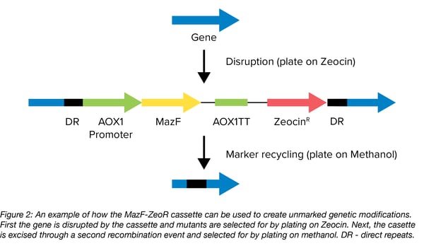 MazF plasmid addiction