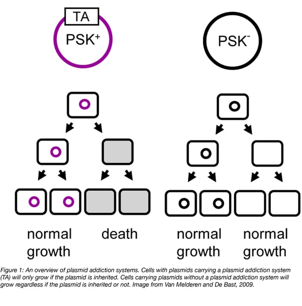 Plasmid addiction system overview