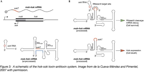 mok hok sok toxin-antitoxin system