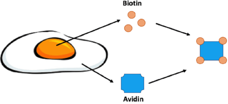 Biotin and Avidin binding