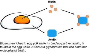 Biotin and Avidin binding