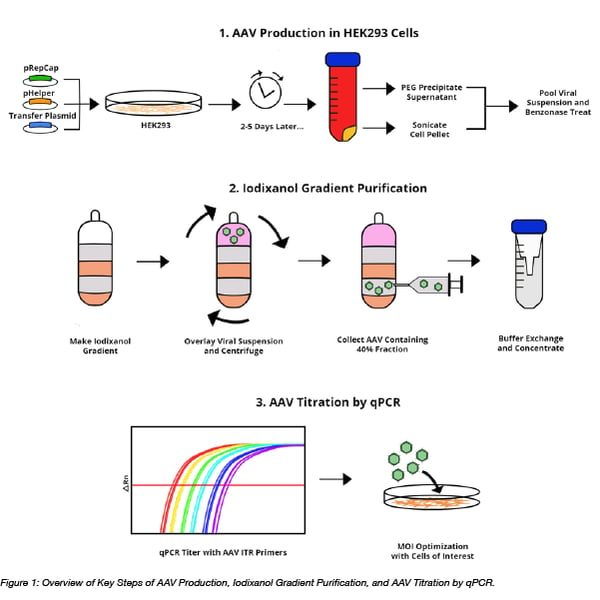 AVV production, purification, and titration