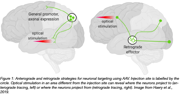 A cartoon showing two whole human brains. One shows an injection site at the top rear of the brain, with three neurons projecting out to varied sites. One neuron is labeled "general promoter, axonal expression." Two neurons project down, with the label "optical stimulation." The other brain schematic shows an injection site at the bottom front of the brain labeled "retrogade effector" with three neurons projecting into the injection site. One neuron is labeled "optical stimulation."