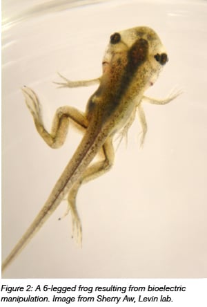 Six legged frog resulting from bioelectric manipulation