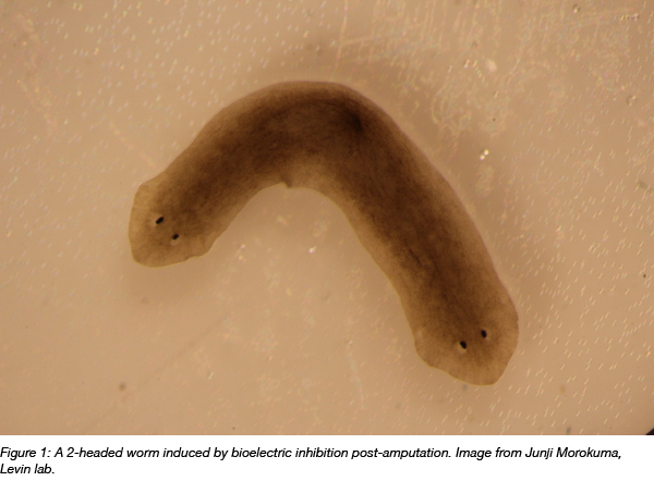 Two headed worm induced by bioelectric signal