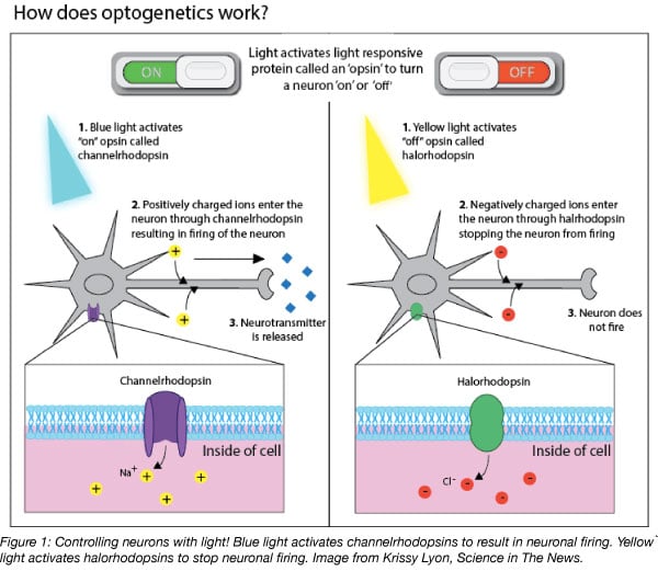 Optogenetics channelrhodopsins and halorhodopsins controlling neuronal firing