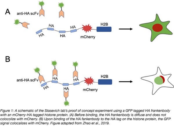 Schematic of HA frankenbody localization with protein