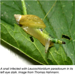 Leucocholoridium infected snail eye stalk
