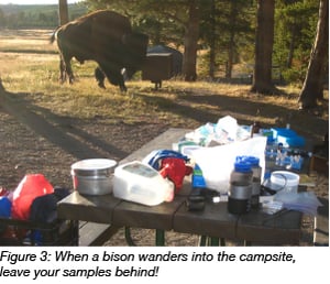 bison wanders into campsite leave samples behind