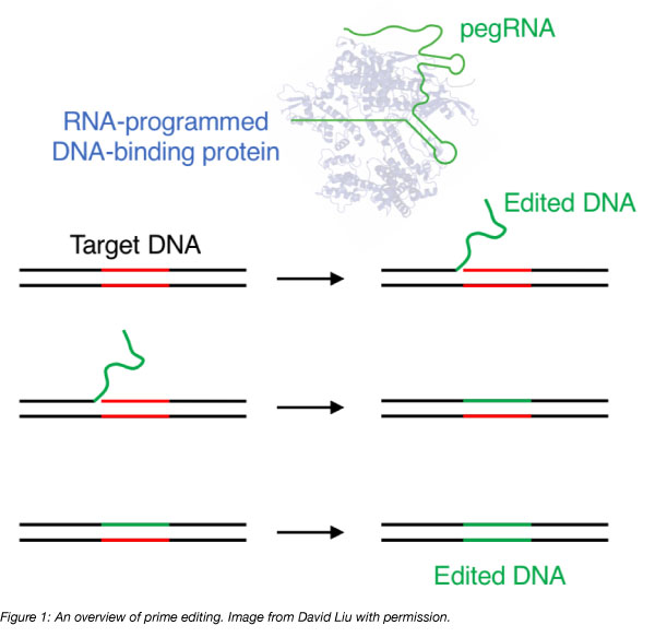 Prime Editing: Adding Precision and Flexibility to CRISPR Editing