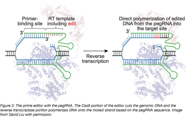 Prime Editing: Adding Precision And Flexibility To CRISPR Editing