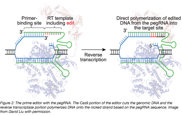 prime editor pegRNA complex