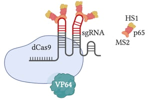 SAM is a dCas9-VP64 fusion that uses a gRNA with aptamers that bind MS2. MS2 recruits p65 and HS1