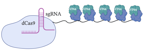 SunTag is a dCas9 fused to a repeated array of VP64. In this image is an array of five VP64 domtains. The sgRNA is also depicted.