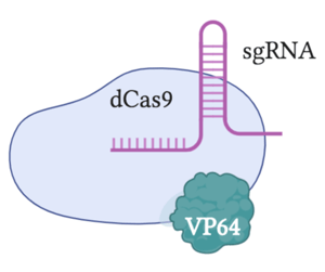 dCas9-VP64 binds a sgRNA.