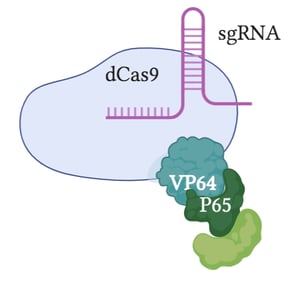 dCas9 is fused to VP64, which is fused to P65, and Rta. A sgRNA binds dCas9.