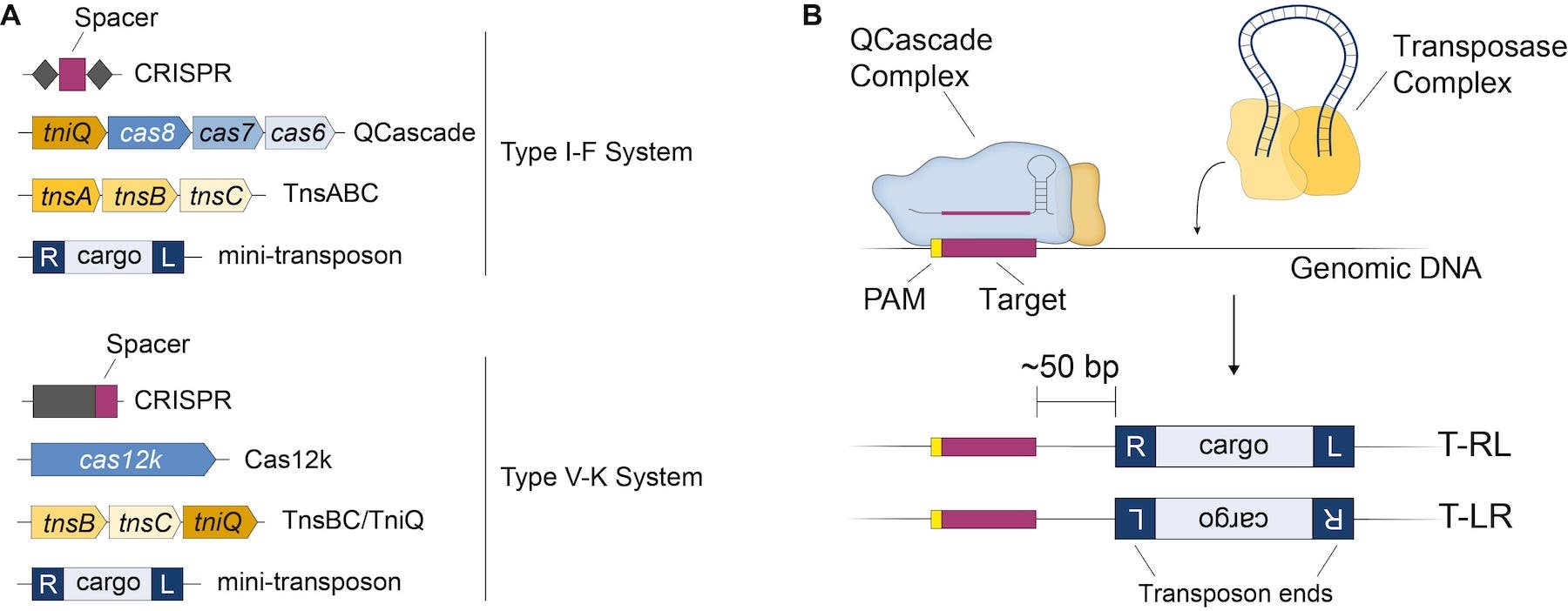 Left: components of the Type I-F system and Type V-K system. Right: The QCascade complex targets the target site while the transposase complex brings the donor DNA.
