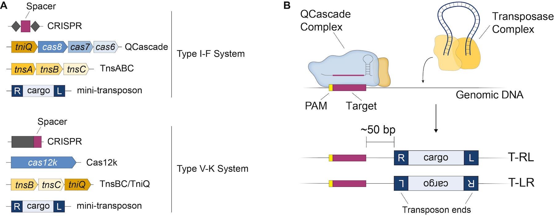 Integrate Bacterial Genome Engineering Using Crispr Transposons 4002