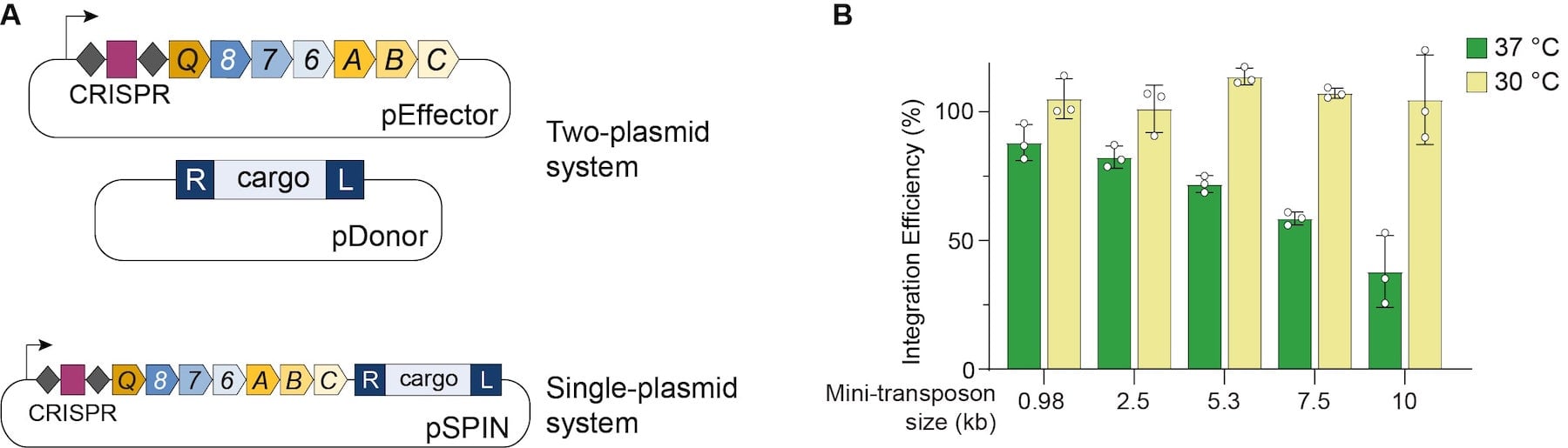 Left: the VchINT expression system is a one or two plasmid system that brings the CRISPR array, CRISPR proteins, transposase proteins, and donor cargo. Right: Integration efficiency remains ~100% at 30C for mini transposons up to 10 kb while at 37C, integration efficiency decreases with increased mini-transposon size.
