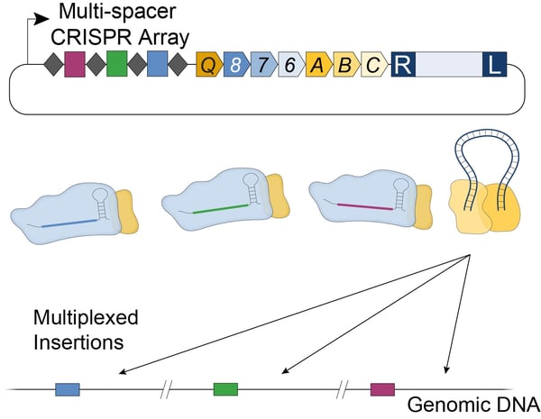 Multiplexed insertion is possible using a single plasmid that contains a multi-spacer CRISPR array. This encodes separate gRNAs that target different locations in the genome.