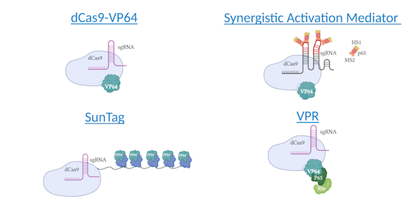 CRISPR activators overview including dCas9-VP64, Synergistic activation mediator, SunTag, and VPR