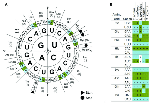 On the left is the codon wheel that depicts 64 codons that encode 20 amino acids. On the right is an example of codon usage among different organisms.