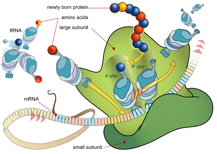 Illustration showing the addition of amino acids by tRNAs into a growing chain off of the P site on the ribosome. tRNAs charged with amino acids enter in the A site, and uncharged tRNAs exit the E site of the ribosome.