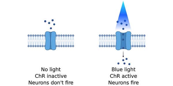 Graphic of channelrhodopsin activated with blue light. Without light, the channelrhodopsin is inactive, no ions flow in, and neurons don't fire. With blue light, the channelrhodopsin opens and allows an influx of ions into the neuron. This results in neuronal firing.