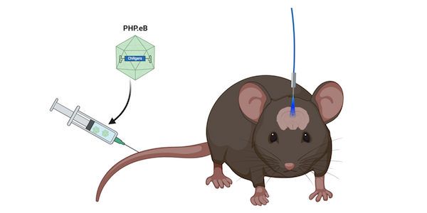Channelrhodopsin delivery by intravenous injection. A fiber-optic cable allows blue light to reach the mouse brain.