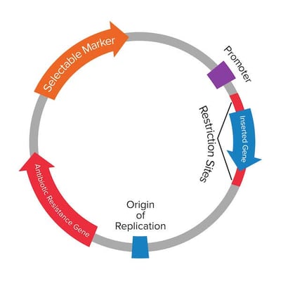 plasmid map showing selectable marker and antibiotic resistance gene as well as the ori, promoter, and inserted gene with multicloning sites around the inserted gene