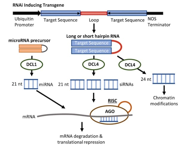 RNA-i-schematic