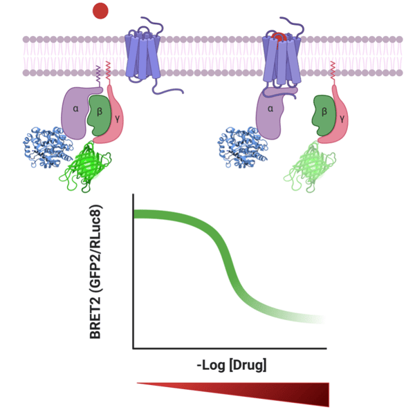 A schematic of the cell membrane with a GPCR and the transducer complex. When the GPCR binds the ligand, the transducer complex dissociates resulting in a decrease in BRET. The chart below shows the decrease in BRET with increased drug concentration.