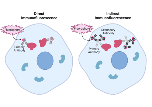 Schematic comparing direct and indirect IF