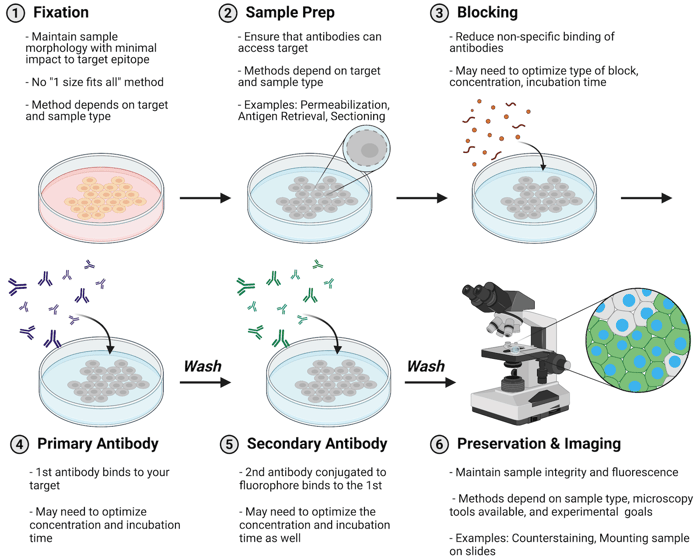 Step by step schematic of indirect immunofluorescence