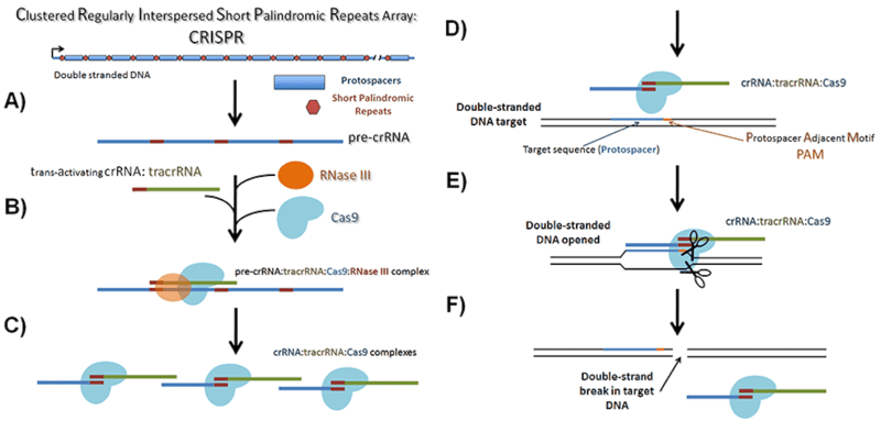 Diagram describing bacterial CRISPR genomic arrays and their processing