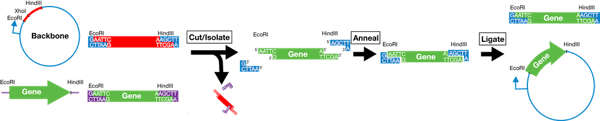 Ligation involves cutting and isolating fragments, annealing, and ligating