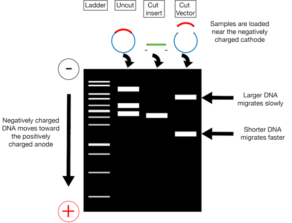 Purification of uncut vector, cut insert, and cut vector on an agarose gel